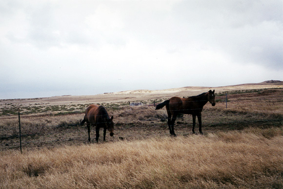 034_horses